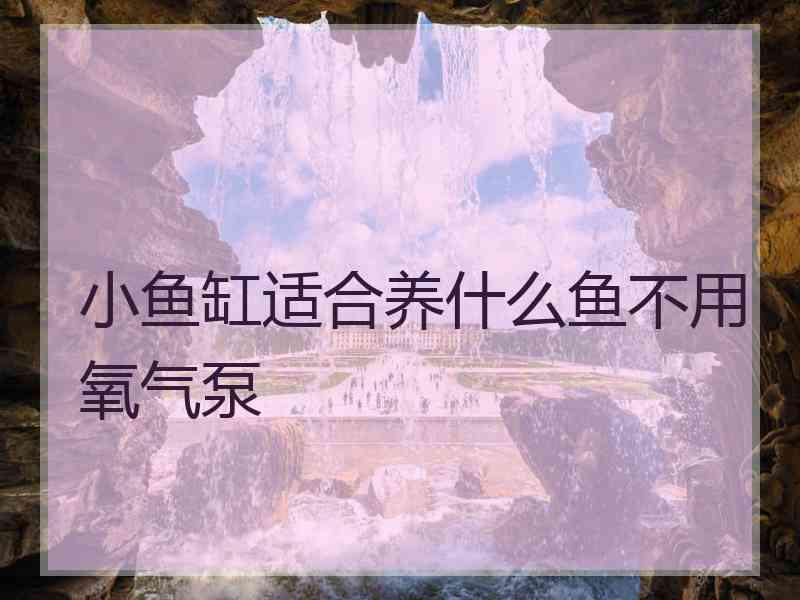 小鱼缸适合养什么鱼不用氧气泵