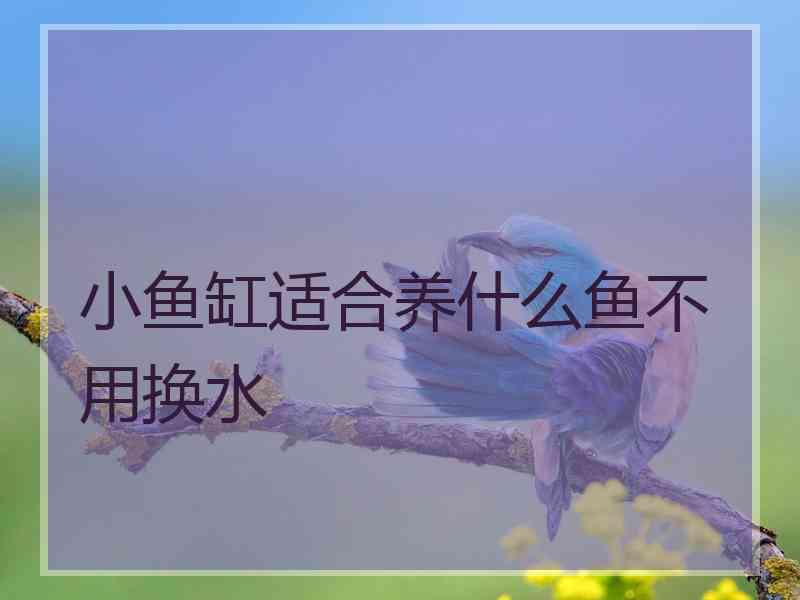 小鱼缸适合养什么鱼不用换水